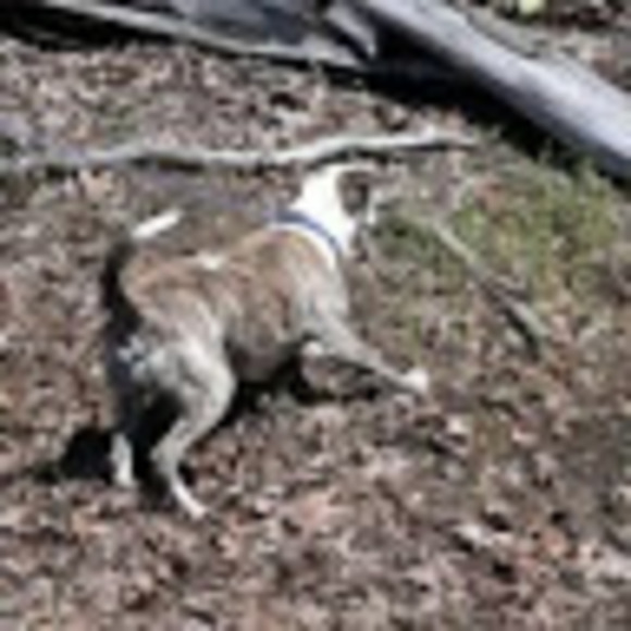 Meet your Posher, Chris - Picture 1 of 1